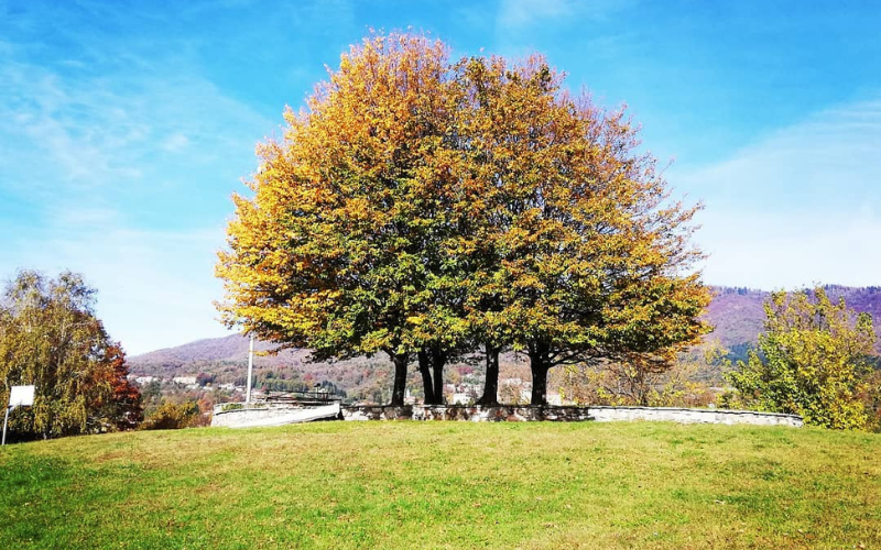 Parco delle Cinque Piante - Oltrona al Lago