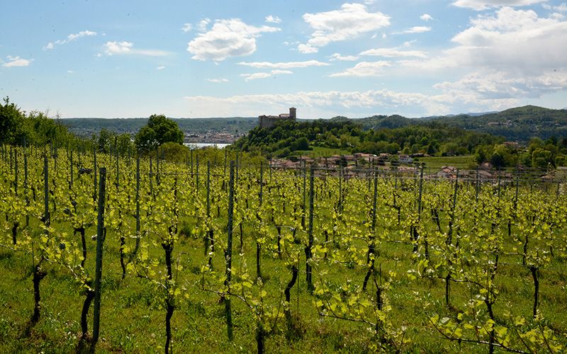 VISITA IN CANTINA CON DEGUSTAZIONE VINI