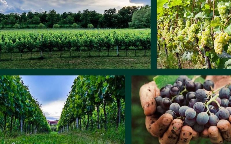 Degustazione Food&Wine