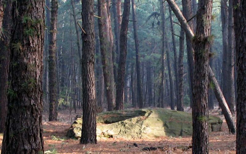 Brughiera del Vigano - Parco del Ticino